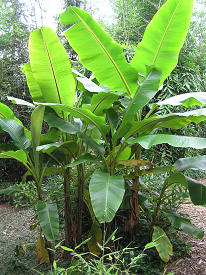 Musa sikkimensis (syn. Musa hookeri)